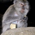 monkey_macaque_balinese_mf_ubud_v_0923_bal4638.jpg